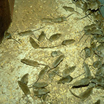 CSIRO-mice